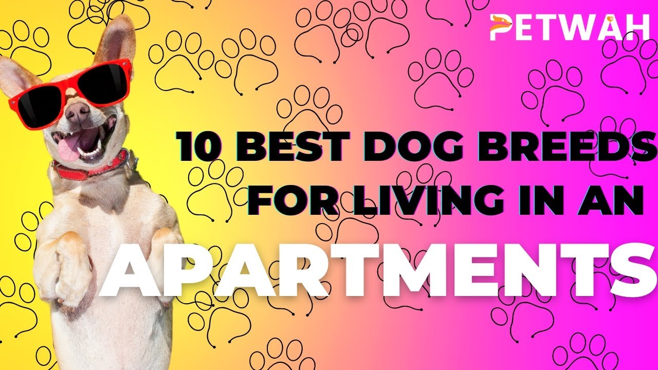 Top 10 Best Dog Breeds For Living In An Apartment YouTube