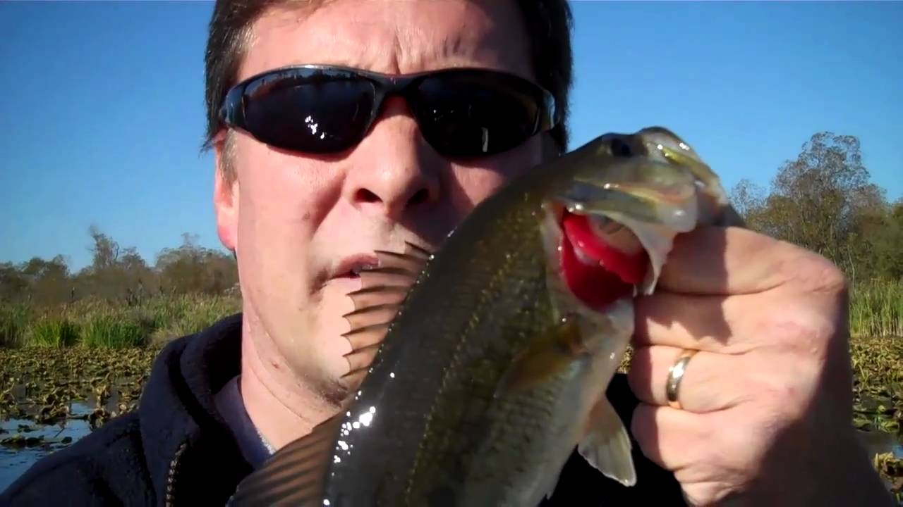REALLY? Hawgs On Washington Largemouth Bass Fishing YouTube
