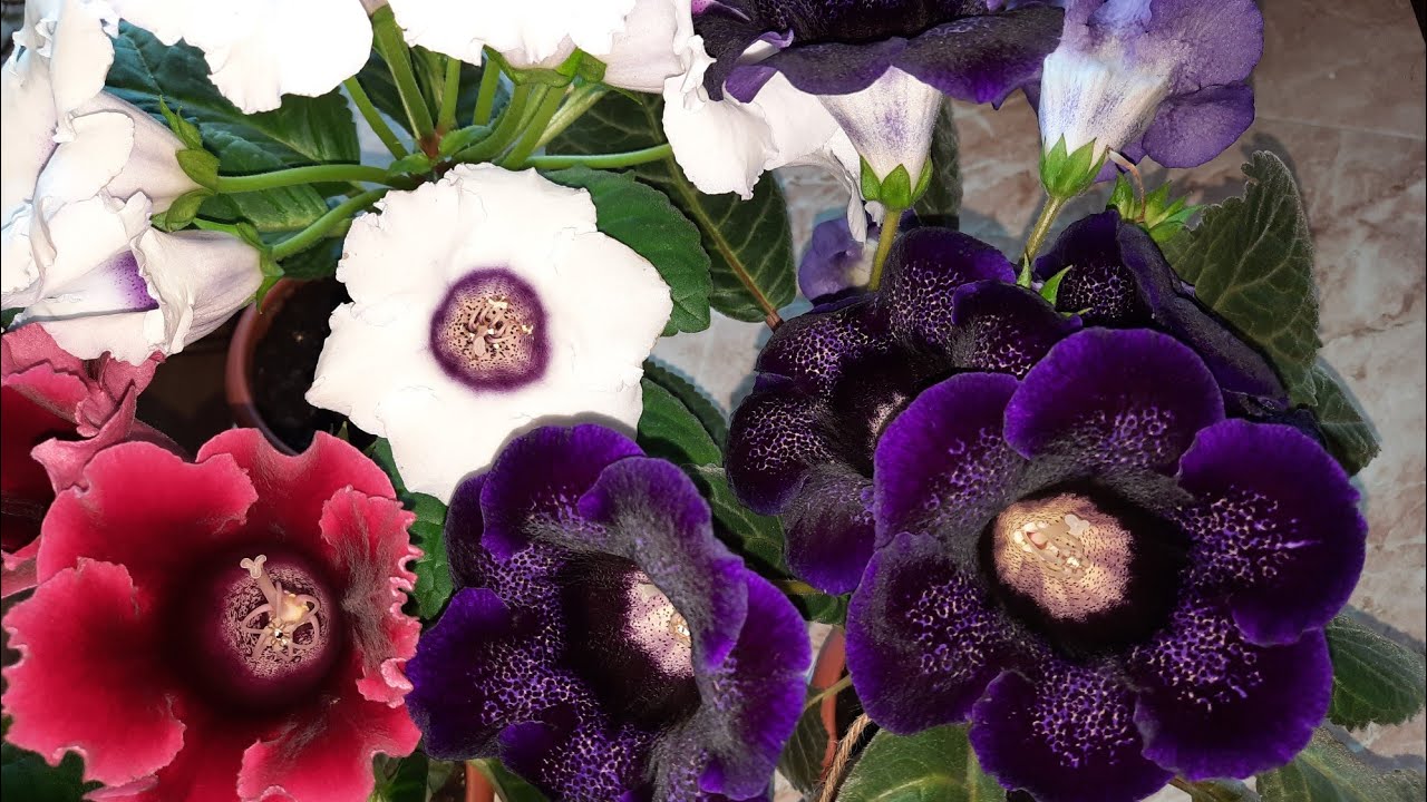 Как пересадить глоксинии?