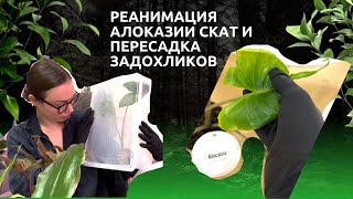 видео: #4 Спасение #Алоказии Стингрей (Скат) и #пересадка задохликов картинка: #4 Спасение #Алоказии Стингрей (Скат) и #пересадка задохликов