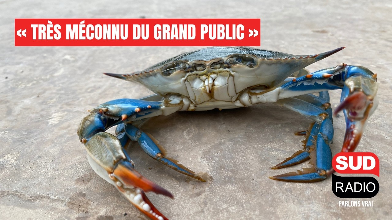 « Très méconnu du grand public », le crabe bleu s’invite à la carte du chef Aurélien Véquaud