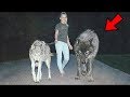 6 PERROS IGUALES A Los LOBOS Y Que PUEDES TENER | Razas de perros muy parecidos al Lobo 🐺