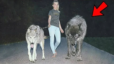 ¿Son reales los perros lobo?