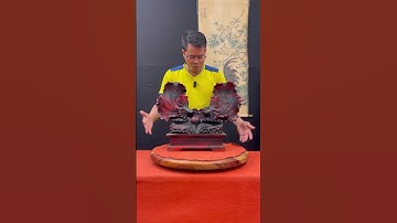 Cặp cá xiêm gỗ trắc giá xả - lh: 0844.843.222