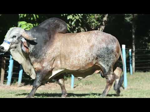 LOTE 23  TOURO CAVALCANTE