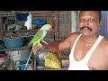 Old green parrot  is parrot ki age so shoking 17 years old green parrot talking