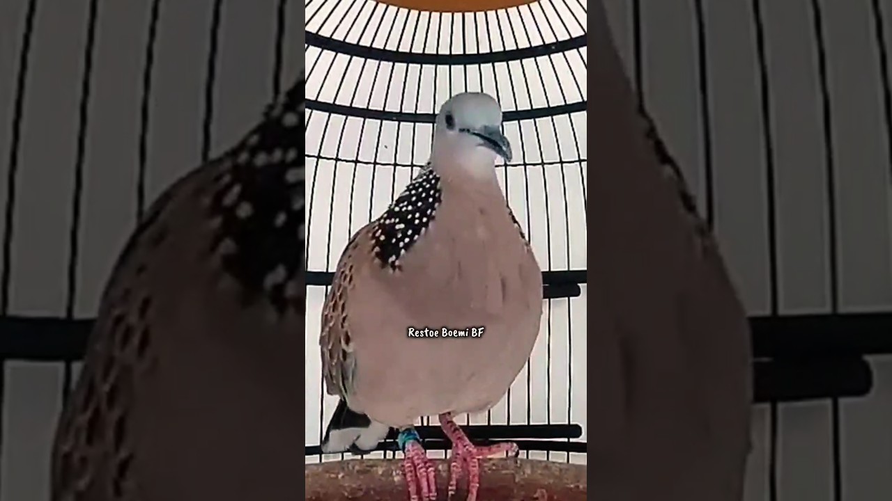 Tekukur Bekur Gacor Full Memanggil Lawan ‼️