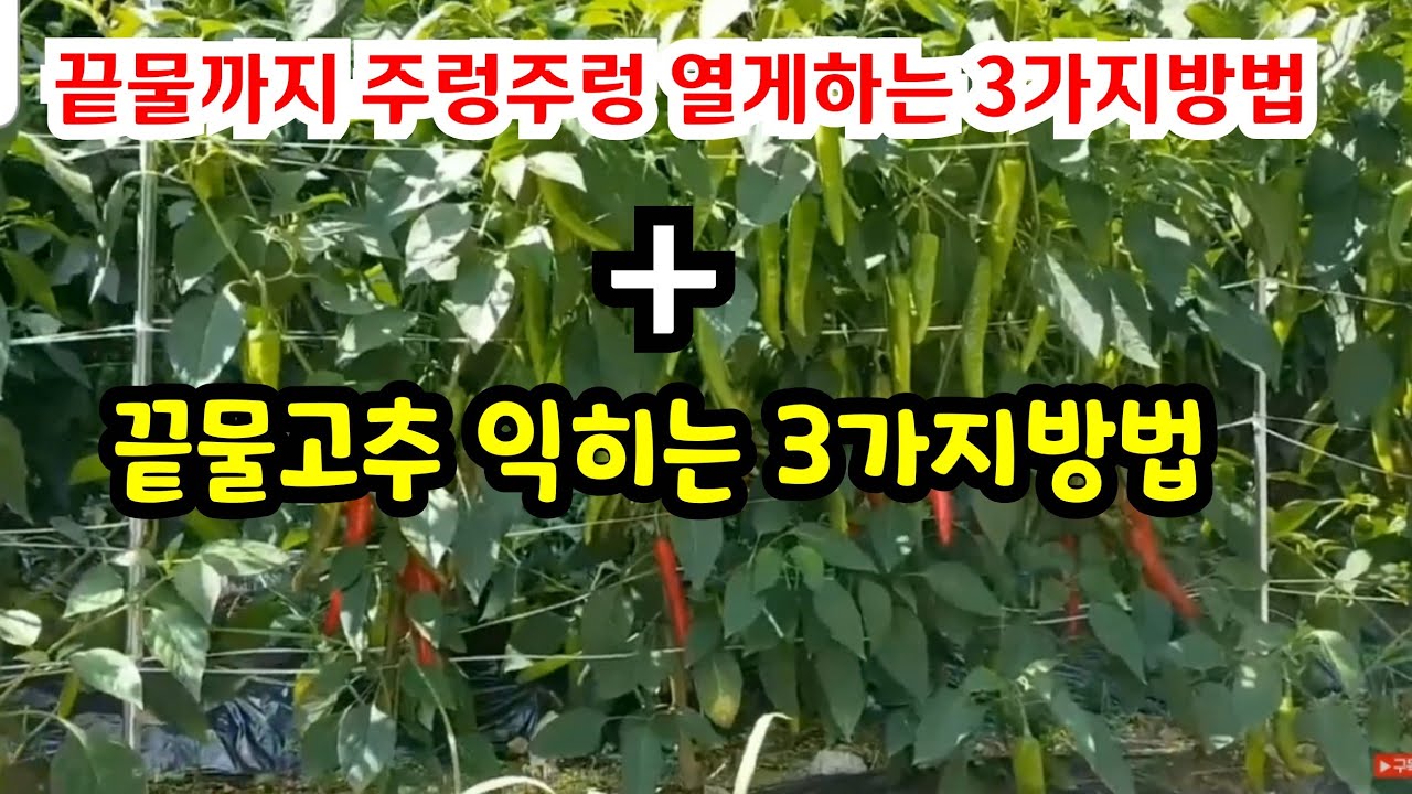 고추 끝물까지 주렁주렁 달리는 3가지 방법과 끝물고추 빨리 익히는 3가지꿀팁 #고추재배
