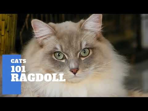 Video: Ragdoll: A Description Of The Breed Of Cats, Features Of Character And Behavior, Photos And Reviews Of The Owners, How To Choose A Kitten