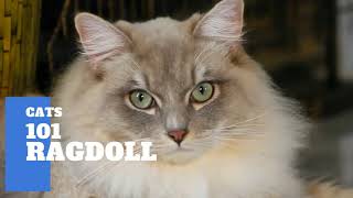 Ragdoll Cats 101 - Cat Breed And Personality