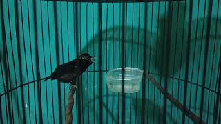 kolibri ninja gacor ngerik nembak