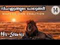THE MAPOGO LION COALITION | WAR OF LIONS | HIS-STORIES | JULIUS MANUEL