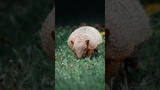The Pink Fairy Armadillo Chlamyphorus Truncatus -Smallest Species Of Armadillo