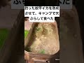 釣った紋甲イカを熟成させてキャンプで天ぷらにして食べた動画#camp #キャンプ #料理 #キャンプ飯