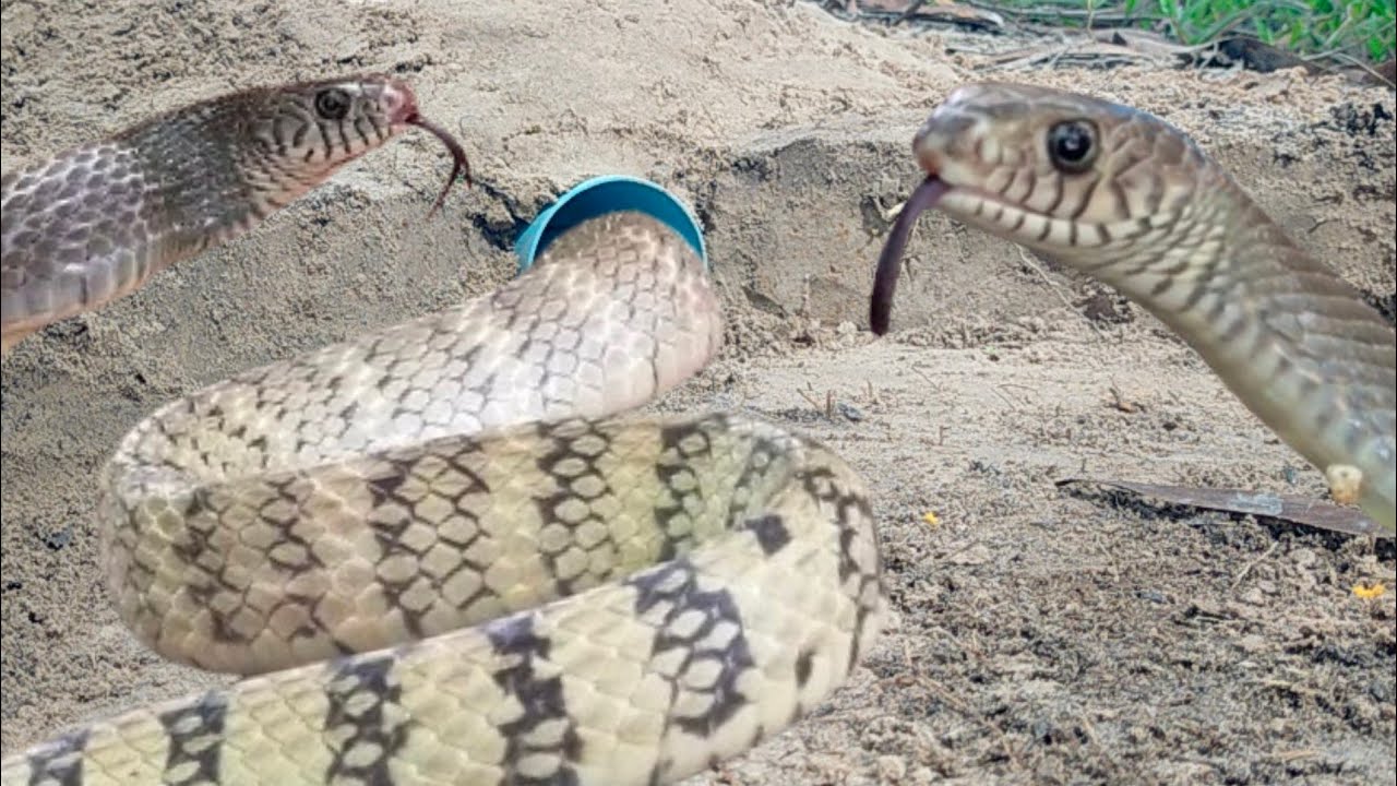 Easy snake traps using plastic cages, prefabricated plastic tubes and ...