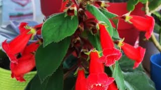 Japon Küpesi Çiçeği Çoğaltma Ve Bakımı