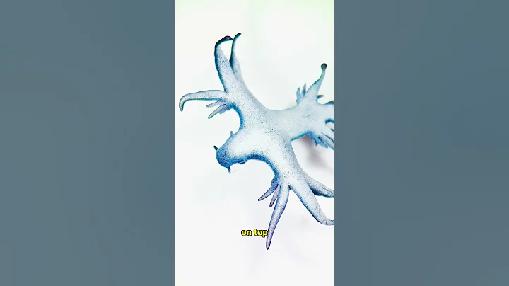 Never EVER touch this RARE OCEAN ANIMAL! thumbnail