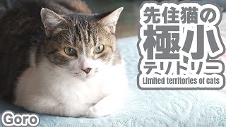 先住猫の極小テリトリー by MAKO0MAKO0 / まこまこ 445 views 1 month ago 3 minutes, 19 seconds