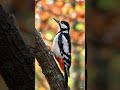 SOUND ON! 🔊 Wait until this WOODPECKER starts singing 🎶 #animals #nature #relaxing #satisfying