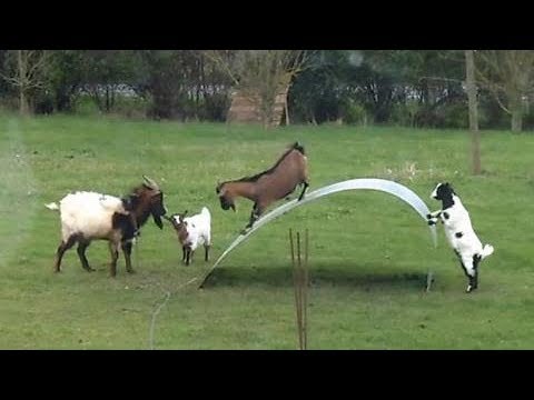 Vídeo: Cabras Desmaiadas - Engraçado E Mais Fácil De Tratar