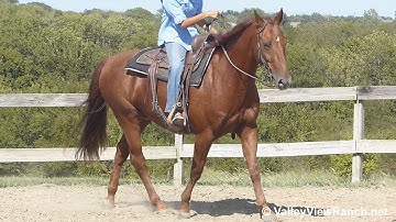 Thata Smart Cat - easy walk, jog, lope, stops! - ValleyViewRanch.net