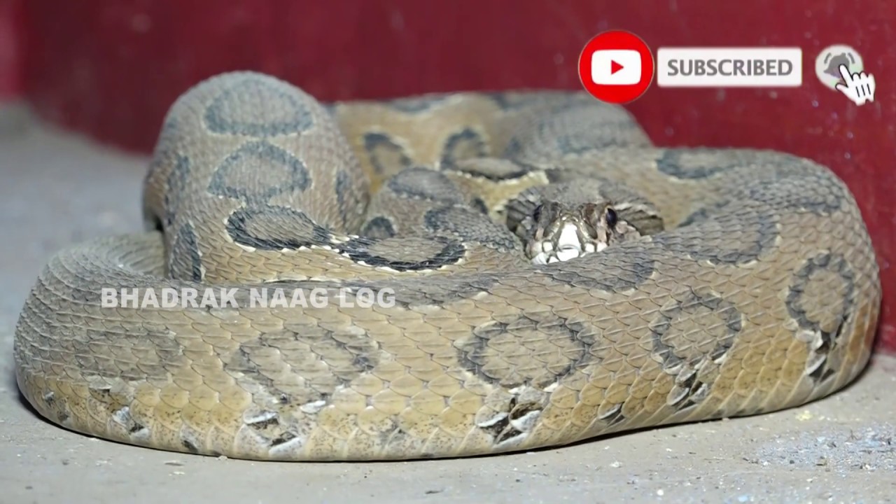 Russell Viper Snake Rescue At- Hotel Orian Back Side, Bhadrak