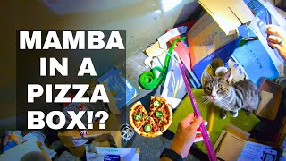 DEADLY MAMBA IN A PIZZA BOX!?