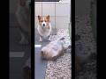 どすこいへそ天見てフリーズするコーギー😄 #shorts #corgi