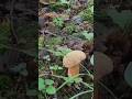 дубовик крапчатый. грибы летом в лесу. #shorts