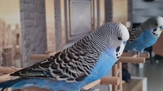 @Говорящий Попугай Кеша,поет и болтать любит 🦜