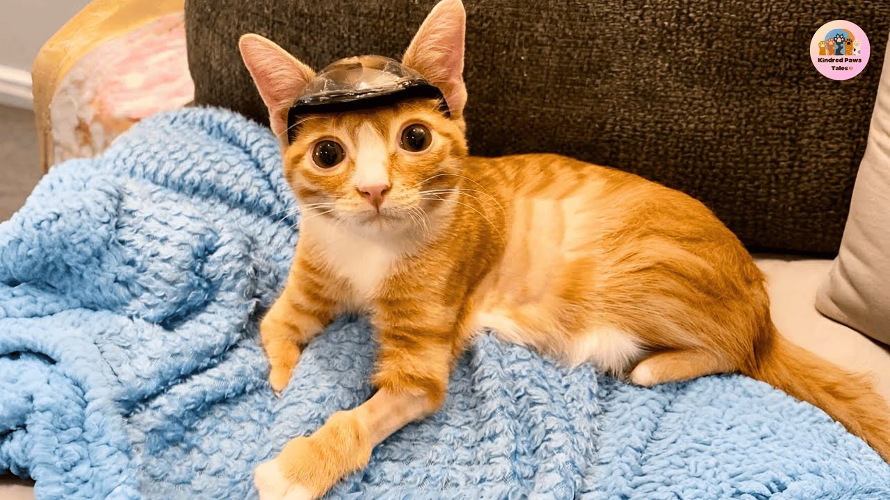 Otter the Helmet Kitten Was Born With a Hole in His Skull and Became a Miracle Survivor