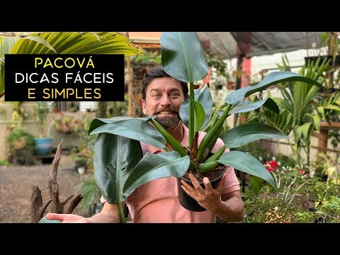 Vídeo: Idéias de jardim resistente a veados: como projetar um jardim resistente a veados