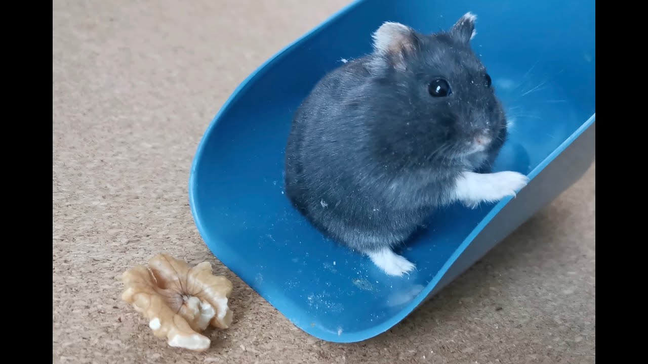 Cute black hamster