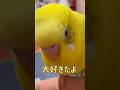 告白
