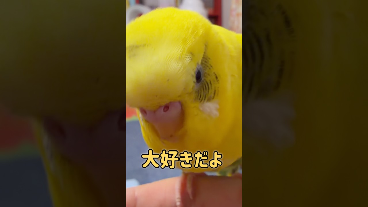 告白