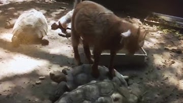try not to laugh or smile funny turtle videos