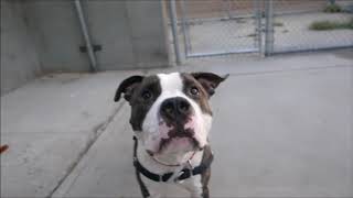 Brooklyn - A1122750 - Brooklyn Acc