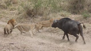 LIONS vs 'DAGGA BOYS'