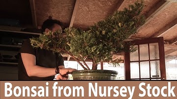 How to make bonsai Juniper Bonsai from Nursery Stock - Bonsai Trees for Beginners Series #161