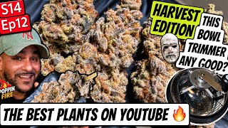 S14 Ep12 - The BEST Looking Plants on YouTube?! + Bowl Trimmed vs Trimmed by hand 🖐️ 