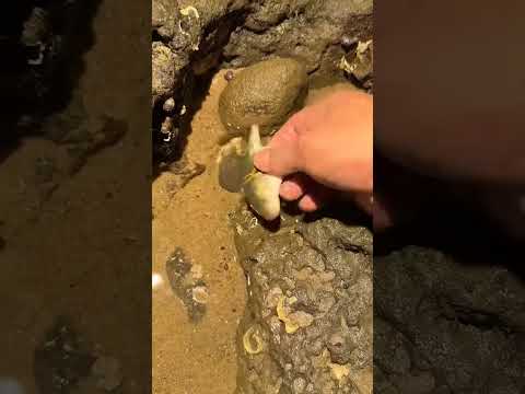 سمك طازج مطبوخ بالبهارات الصفراء  