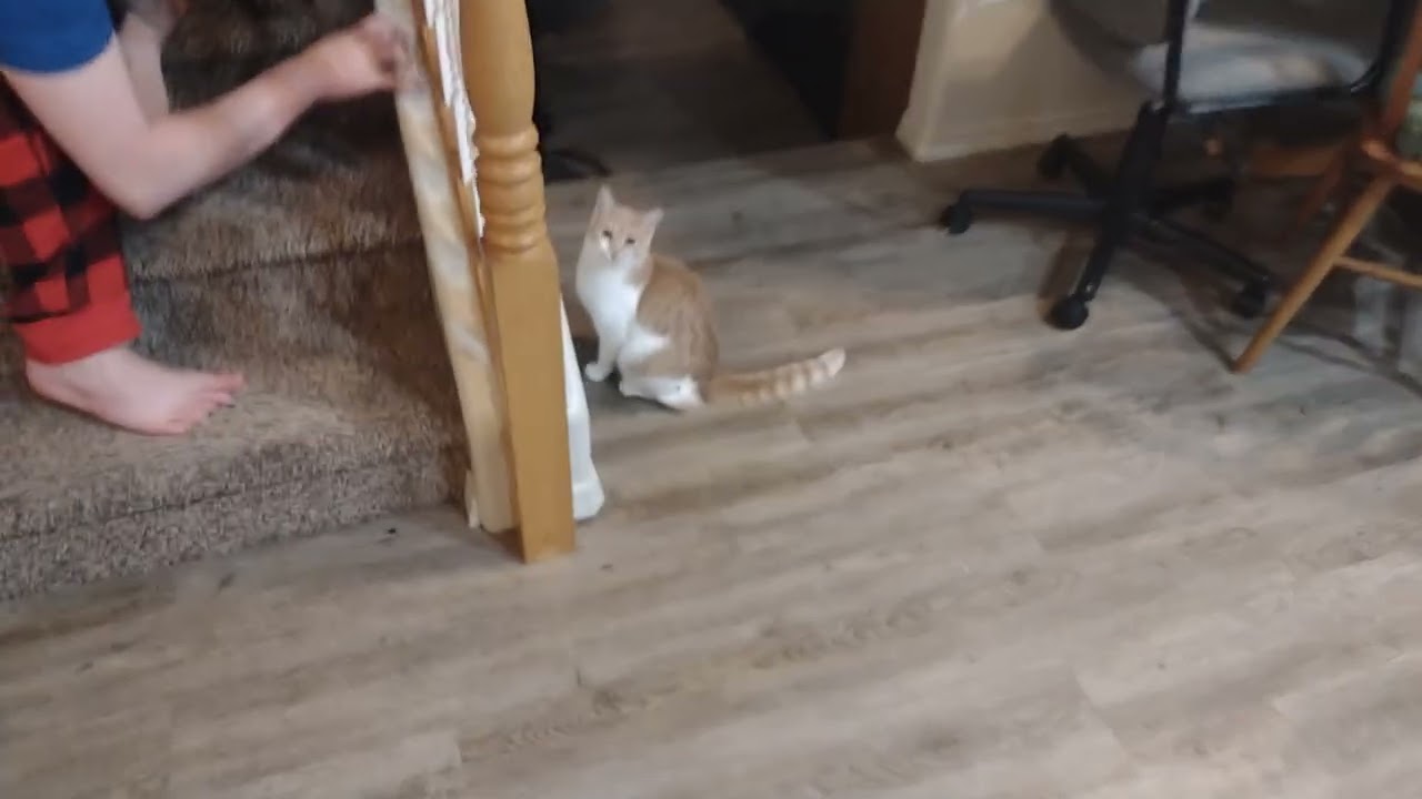 Summer gets jumpscared by Silly String (feat. Dan's legs) (Jan. 14, 2024)