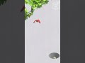 【猫用動画MIXショート】GAME FOR CATS #Shorts