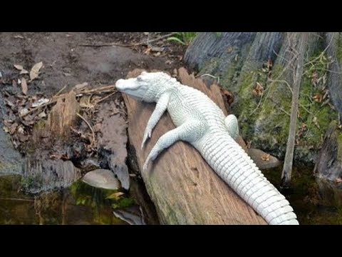 कभी नहीं देखे होंगे सफेद मगरमच्छ। #crocodile #wildlife #Discovery - YouTube