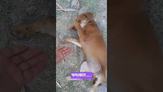 किसने किया ये चमत्कार#funny tillu videos#shorts#explore#videos#trending puppy shorts#yt puppy reels🐕