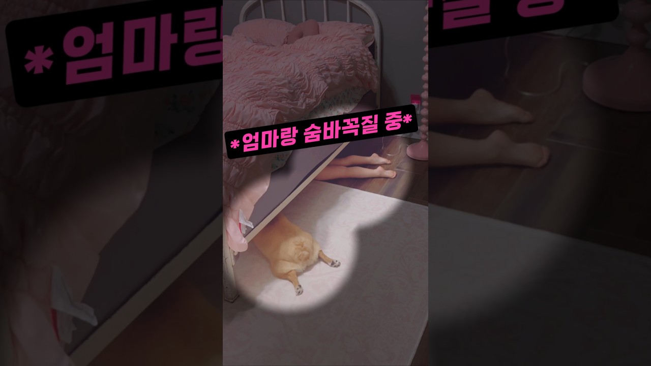 세상 귀여운 댕댕이의 숨바꼭질