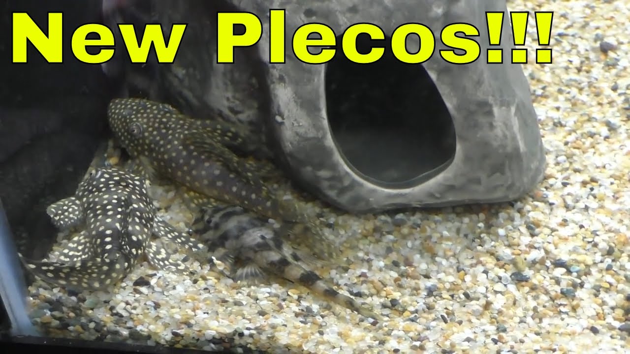 cichlid aquarium plants New Fancy Plecos 🐠 Black Friday 🐠 Bloodfin Tetras
