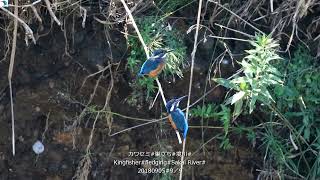 3062#カワセミ#巣立ち#境川#Kingfisher#fledging#20180905#9／9