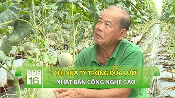 Chi nửa tỷ trồng dưa lưới Nhật Bản công nghệ cao | VTC16