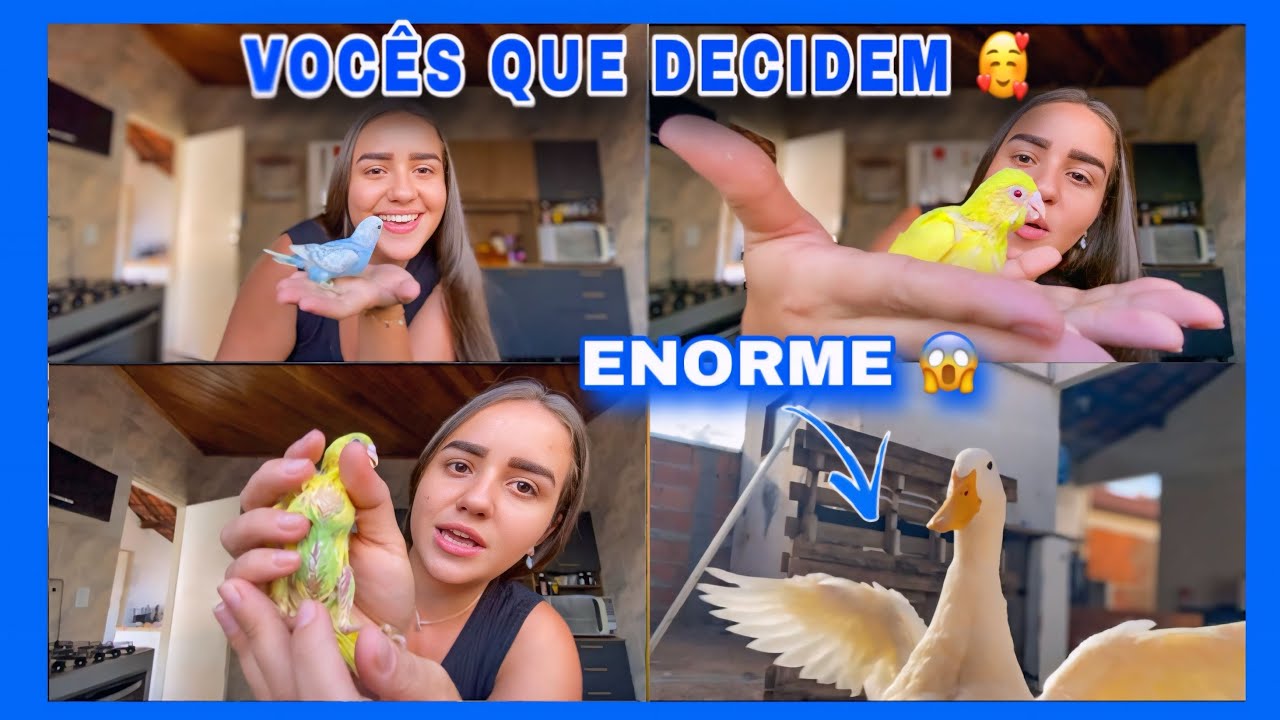 ME AJUDEM| VOCÊS VÃO ESCOLHER OS NOMES DOS PERIQUITOS| DANDO PAPINHA 🥰🩵💛💚